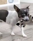goDog Flatz™ Flattie Dog Toys