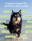 Native Pet - Senior Daily 12-in-1 Multivitamin Powder Supplement for Dogs: 30 scoops