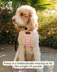 Lucy & Co. - Take a Bow Reversible Harness: L