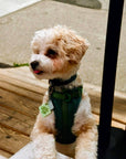 Freshwater Curated Goods™ - Local Fav Pet Tag