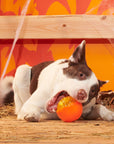 BARK Pumpkin Prodigy Dog Chew Toy