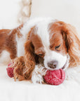 Lambwolf Collective - CHERRY POP//ENRICHMENT DOG TOY