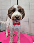 Grooming in Nashville, TN