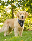 Dog Bandana Co. Skeleton Reversible Dog Bandana