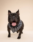 The Paws - Wicked Dog Bandana