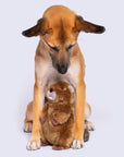 Fluff & Tuff Troy Beaver