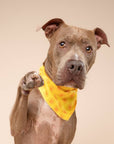 The Paws - Sol Dog Bandana