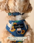 Lucy & Co. - Sunflower Power Denim Collar