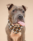 The Paws - Pumpkin Petals Halloween Dog Bandana