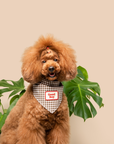 Scout's Honour Pty Ltd - Good Boy iron-on patch for dogs and cats