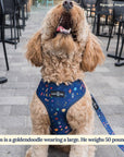 Lucy & Co. - Space Doodle Leash: Large