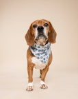 The Paws - Hanukkah Dog Bandana