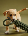 Jax & Bones Top Tugger Rope Knot Dog Toy Olive 11"