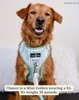 Lucy & Co. - Match Point No-Pull Harness