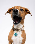 Freshwater Curated Goods™ - Cute But Will F*ck Sh*t Up Pet Tag