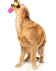 FuzzYard Chill Pill Dog Chew Toy