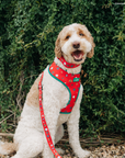 Lucy & Co. - Happy Howlidays Leash