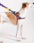 Zee.Dog - Samba | SofterWalk Harness: Large