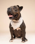 The Paws - Biscuit Gingham Dog Bandana