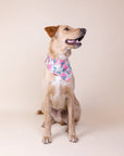 The Paws - Bingin Dog Bandana
