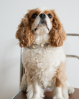 Furei Pets - Moodies Collar: BB Blue