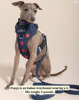 Lucy & Co. - Appley Ever After Corduroy No-Pull Harness