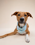 The Paws - Summer Dog Bandana