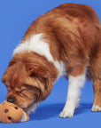 BARK Funfetchi Sniffwich Plush Dog Toy
