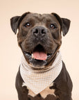 The Paws - Biscuit Gingham Dog Bandana