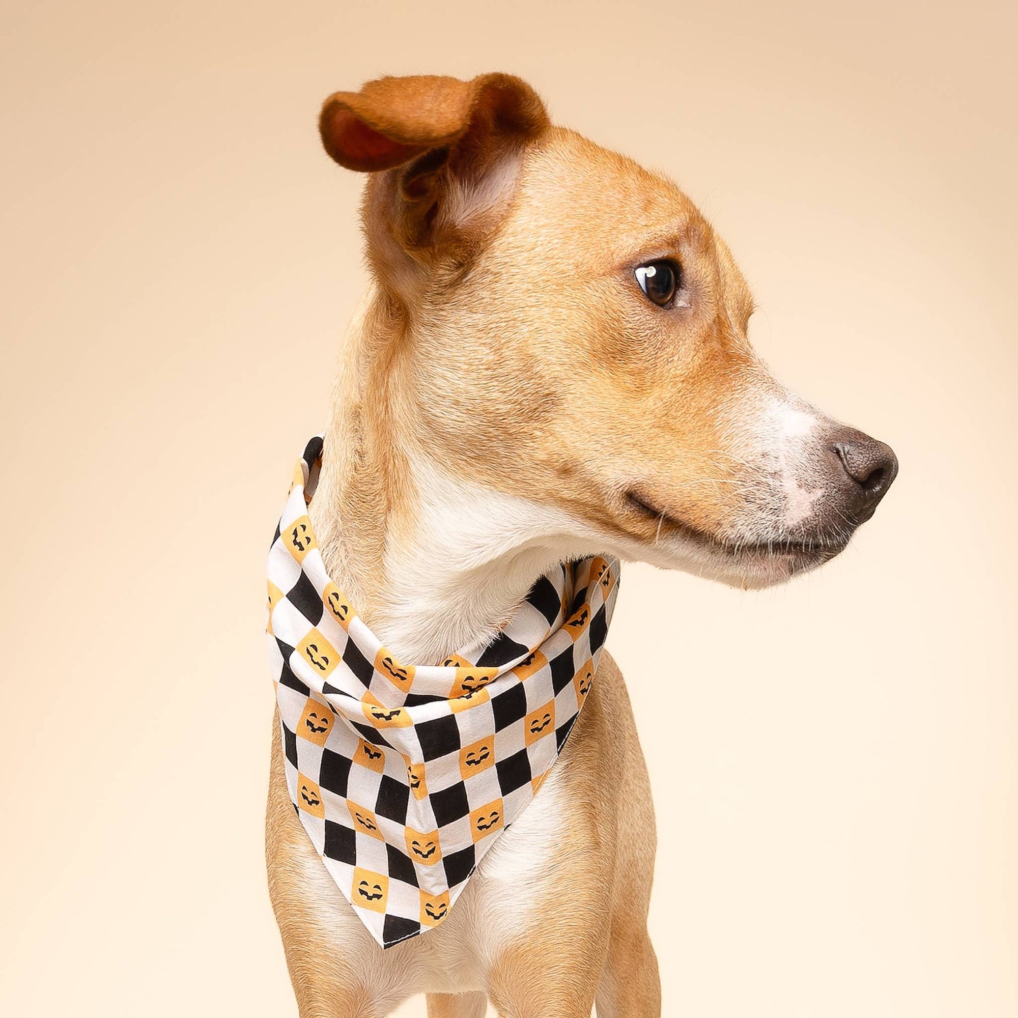 The Paws - Trick or Treat Halloween Dog Bandana