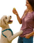 Wagging Dog Bakery - Puppin Cupcake Dog Treats