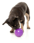 FuzzYard Truth Tellin' Treat Ball Dog Chew Toy