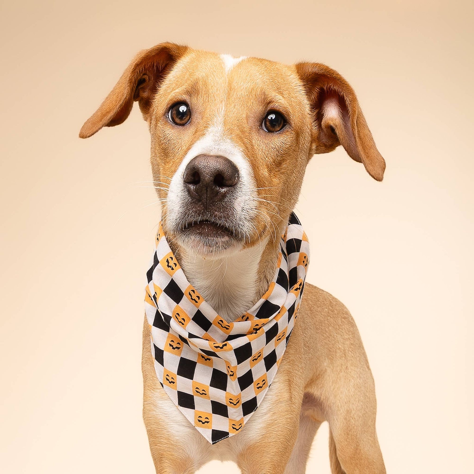 The Paws - Trick or Treat Halloween Dog Bandana