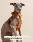Lucy & Co. - Chocolate Meadows Corduroy No-Pull Harness