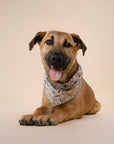 The Paws - Willow Dog Bandana