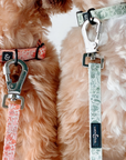 Lucy & Co. - Camp Out Collar: L