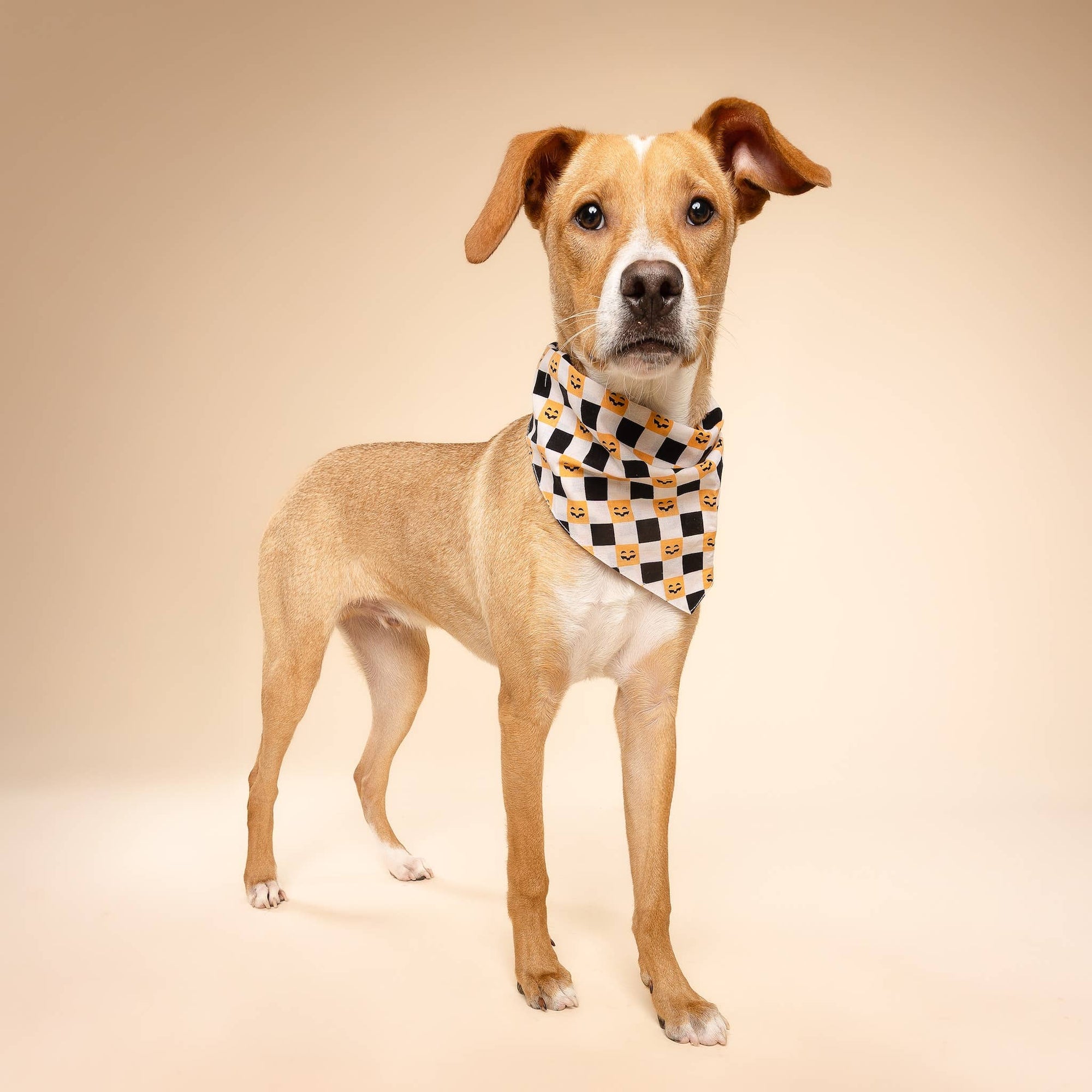 The Paws - Trick or Treat Halloween Dog Bandana