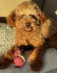 Lambwolf Collective - CHERRY POP//ENRICHMENT DOG TOY