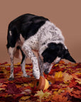 BARK Super Chewer Acornucopia Dog Toy Large