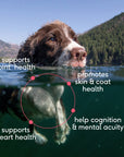 Native Pet - Wild-Caught Alaskan Sockeye Salmon Oil, Skin & Coat Health: 8 oz