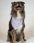Dog Bandana Co Pink Birthday/Gotcha Day Reversible Bandana