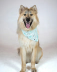 Dog Bandana Co Blue Birthday/Gotcha Day Reversible Bandana