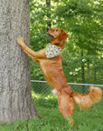 Dog Bandana Co. Squirrel Patrol & Pup Cup Reversible Dog Bandana