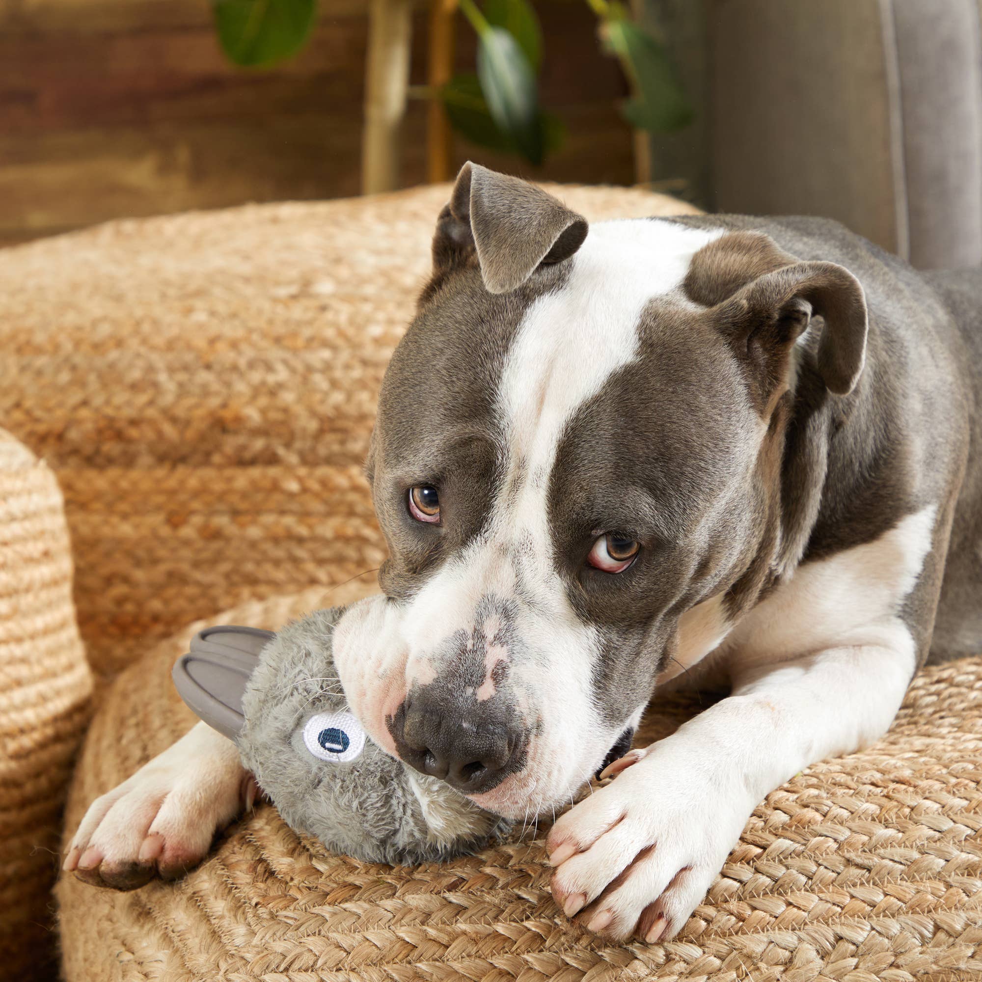 BARK Hare Raiser Rabbit Rubber Super Chewer Dog Toy Grey Med – The