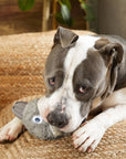 BARK Hare Raiser Rabbit Rubber Super Chewer Dog Toy Grey Med