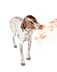 Winnie Lou - Bison Scapula Chews