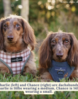 Lucy & Co. - Camp Out Reversible Harness: L