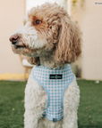 Lucy & Co. - Bowwow Wow! Reversible Harness: L