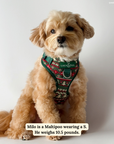 Lucy & Co. - Cozy Cheer No-Pull Harness