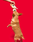 the furryfolks - Pizza Nosework Toy